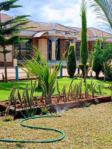 Front yard sansevieria bed and hose — by Kellyscappers Central