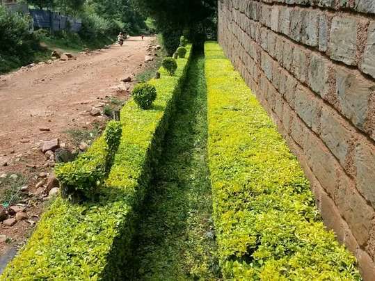 Roadside hedge along stone wall — by Kellyscappers Central