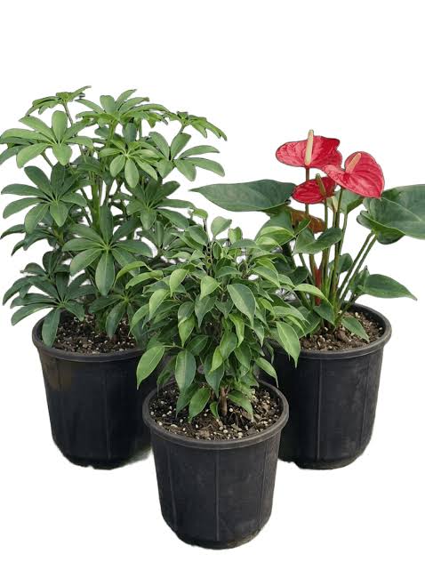 Indoor & Outdoor Plants — Kellyscappers Central