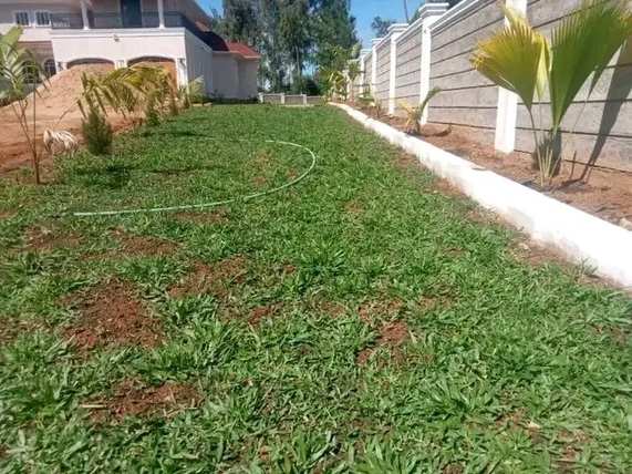 New lawn along perimeter wall with palms (2) — by Kellyscappers Central
