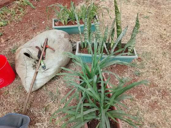 Sansevieria in planter boxes on lawn — by Kellyscappers Central