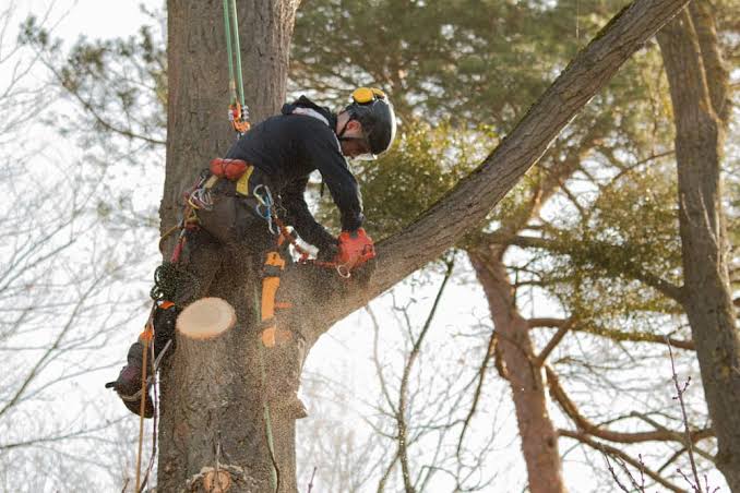 Tree Trimming Services — Kellyscappers Central